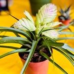 Tillandsia guatemalensis Ліст