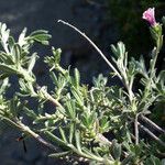 Lithodora hispidula Habit