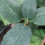 Ficus rubiginosa Blatt