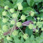 Angelica triquinata Maua