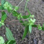 Delilia biflora ᱛᱟᱦᱮᱸ