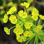 Euphorbia biumbellata Fleur
