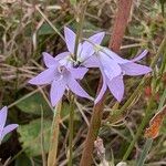 Campanula rapunculus Кветка