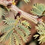 Acacia thomasii Blad