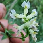 Ceratocapnos claviculata Квітка