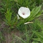 Ipomoea pandurata Blüte