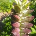 Acanthus spinosusBloem