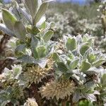 Salix glauca Fruit