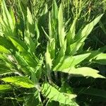 Cirsium monspessulanum पत्ता