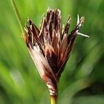 Schoenus nigricans Frucht