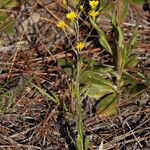 Pityopsis graminifolia Агульны выгляд