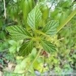 Gynostemma pentaphyllumLeaf