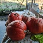 Cucurbita maxima Fruit