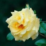 Rosa foetida Blomst