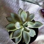 Pachyphytum bracteosum পাতা