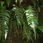 Thelypteris leprieurii Лист