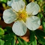 Dasiphora fruticosa Flower