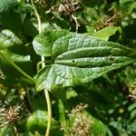 Mikania micrantha Leaf