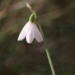 Acis rosea Flower