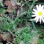 Anthemis cotula Fleur