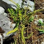 Asplenium viride Habitus