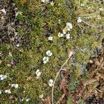 Cherleria obtusiloba Plante entière