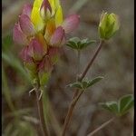 Lupinus stiversii 花