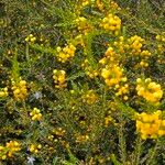 Acacia paradoxa Flower