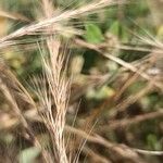 Festuca ambigua Flower