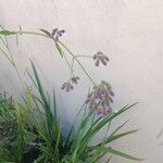 Verbena incompta फूल