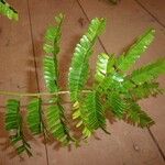 Pseudopiptadenia psilostachya Yaprak
