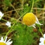 Tripleurospermum inodorum Flor