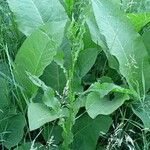 Inula helenium Leaf