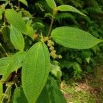 Miconia dependens Feuille