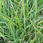 Stipa capensis Leaf