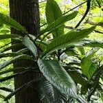 Camptotheca acuminata Blatt