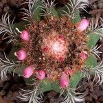 Melocactus intortus Fruit