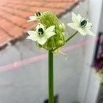 Ornithogalum arabicum Flor