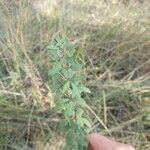 Chamaecytisus ruthenicus Leaf