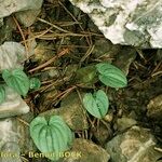 Dioscorea pyrenaica Other