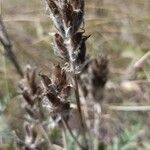 Oxytropis pilosa Fruto