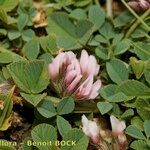 Trifolium humile Habitat