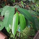 Chrysophyllum cainito Hoja