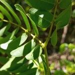 Guilandina bonduc Alia