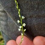 Persicaria punctata Fiore