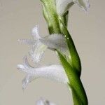 Spiranthes odorata Flower