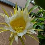 Hylocereus undatus Virág