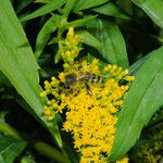 Solidago canadensis Deilen