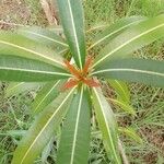 Breonadia salicina Leaf