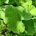 Benincasa hispida Lehti